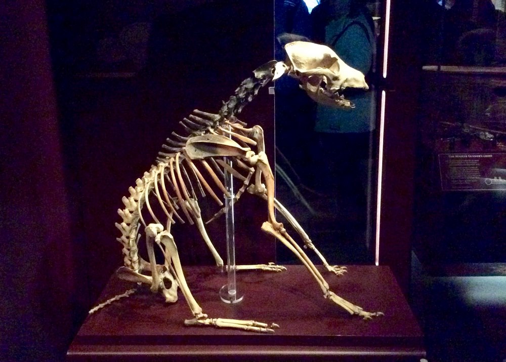 The skeleton of 'Hatch' the ship's dog